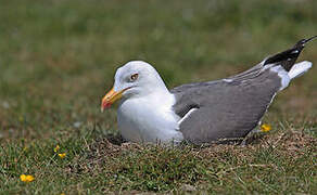 Lesser Black-backed Gull