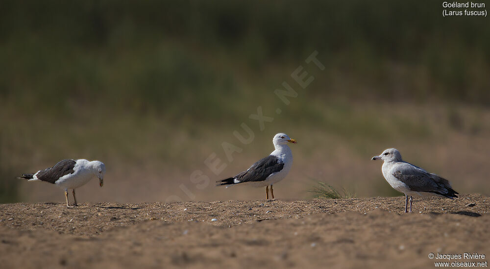 Lesser Black-backed Gulladult, identification