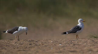 Lesser Black-backed Gull