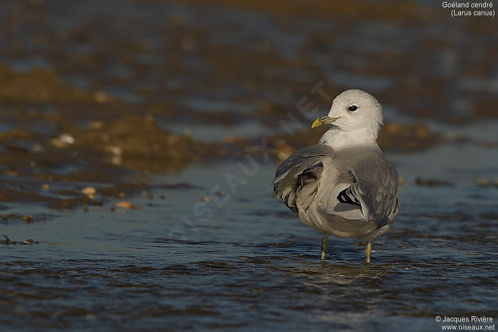 Common Gulladult post breeding, identification