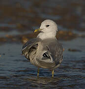 Mew Gull