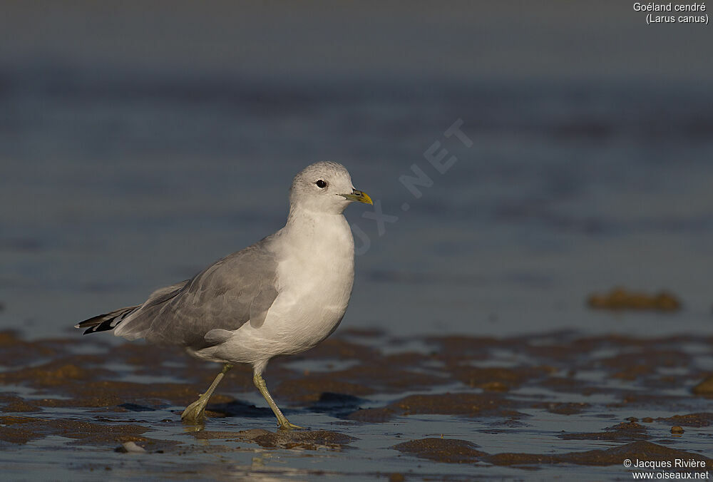 Common Gulladult post breeding, walking