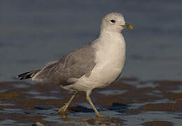 Common Gull