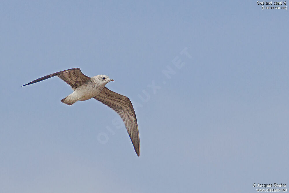 Common Gullimmature, Flight