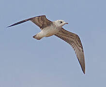 Common Gull