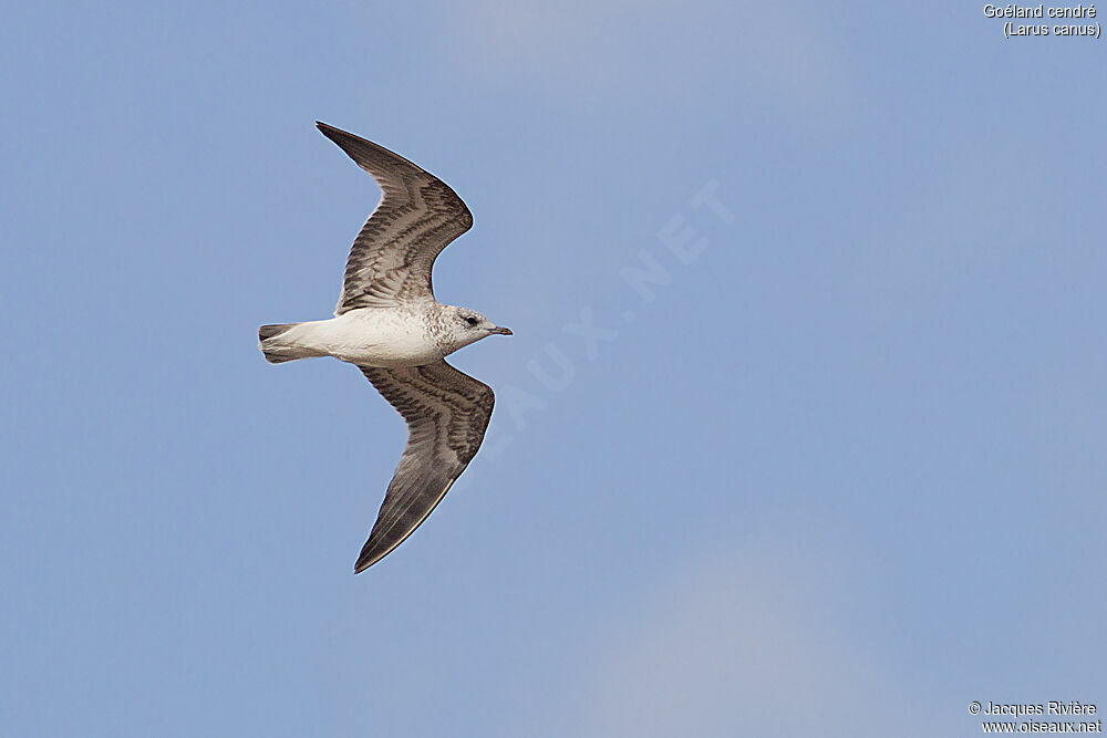 Common Gullimmature, Flight