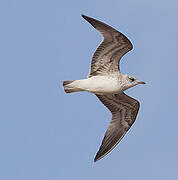 Common Gull