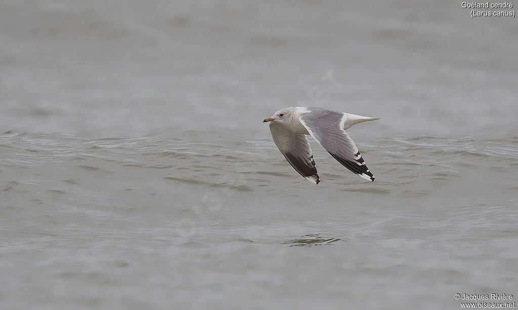 Common Gulladult post breeding, Flight