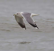 Common Gull