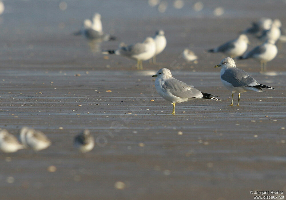 Common Gulladult post breeding