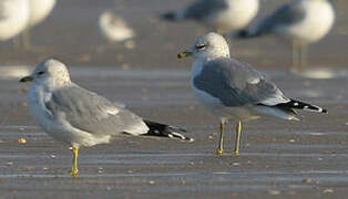 Mew Gull