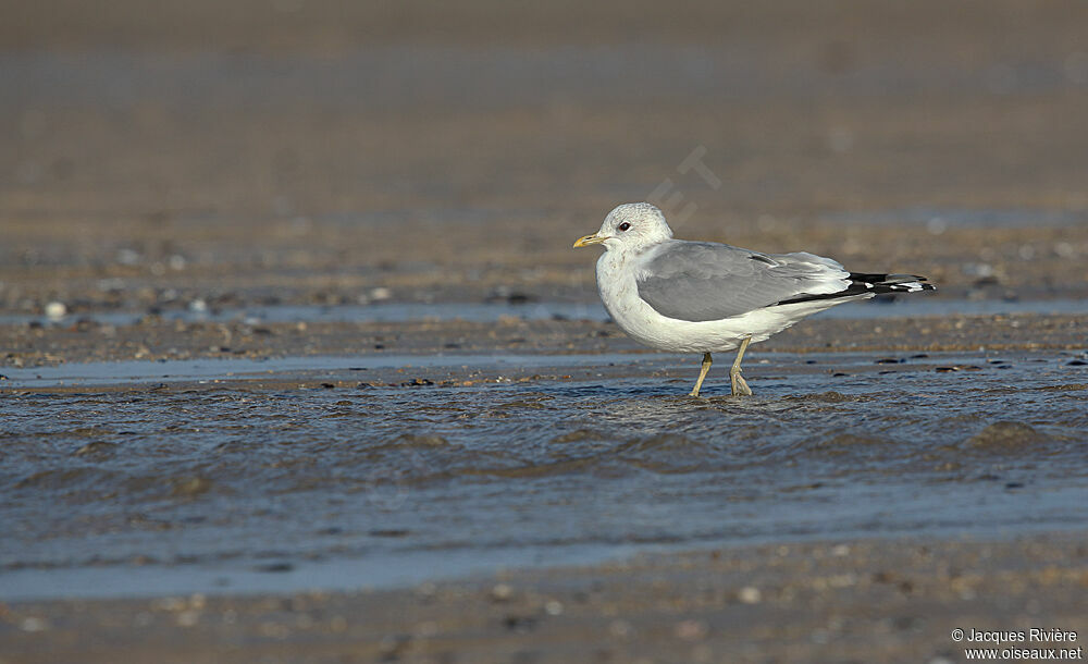 Common Gulladult post breeding