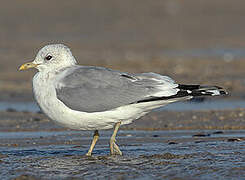 Common Gull