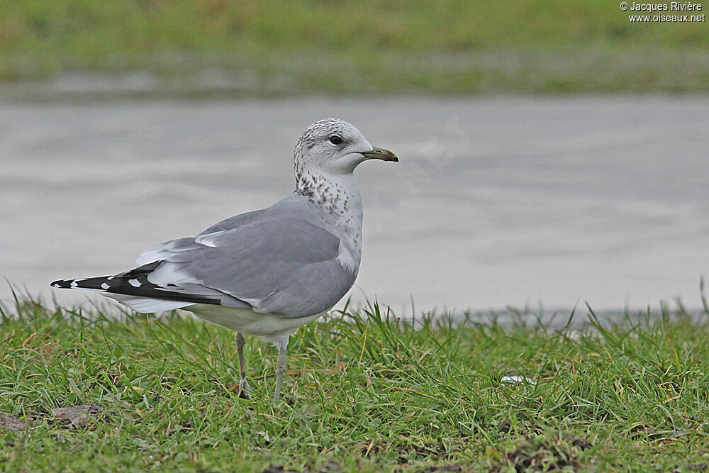 Common Gulladult post breeding