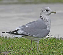 Common Gull