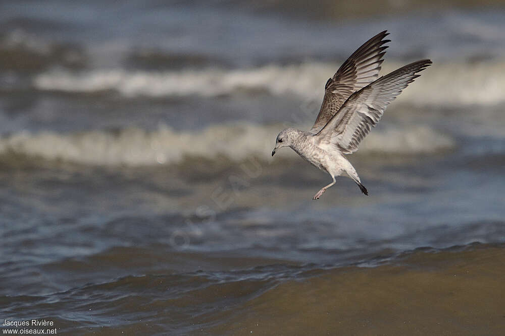 Common GullFirst year, Flight, Behaviour