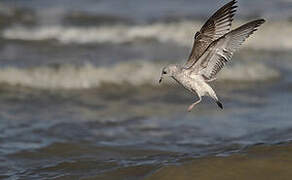 Common Gull