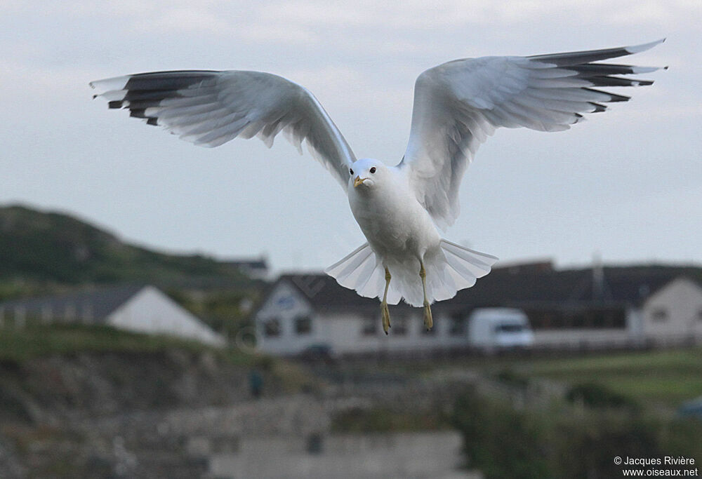 Common Gulladult breeding, Flight