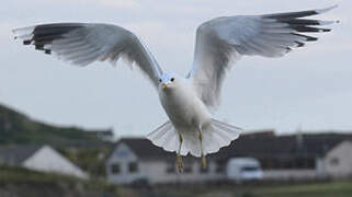 Mew Gull