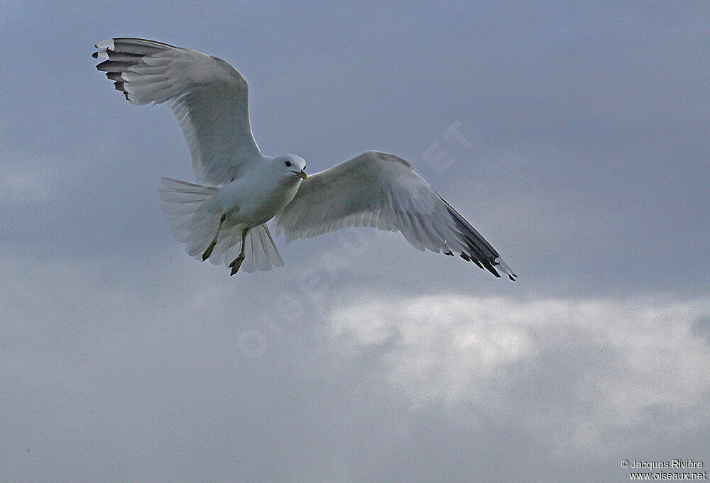 Mew Gulladult breeding, Flight