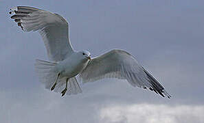 Common Gull