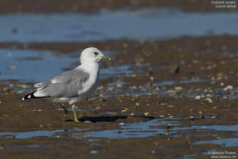 Common Gulladult post breeding, walking