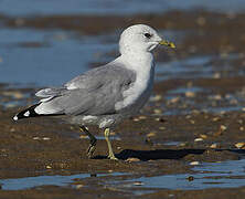 Mew Gull