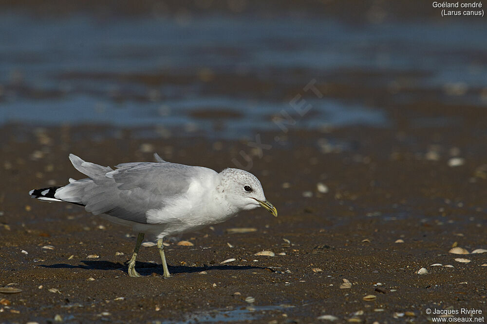 Common Gulladult post breeding, identification, walking