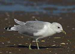 Mew Gull