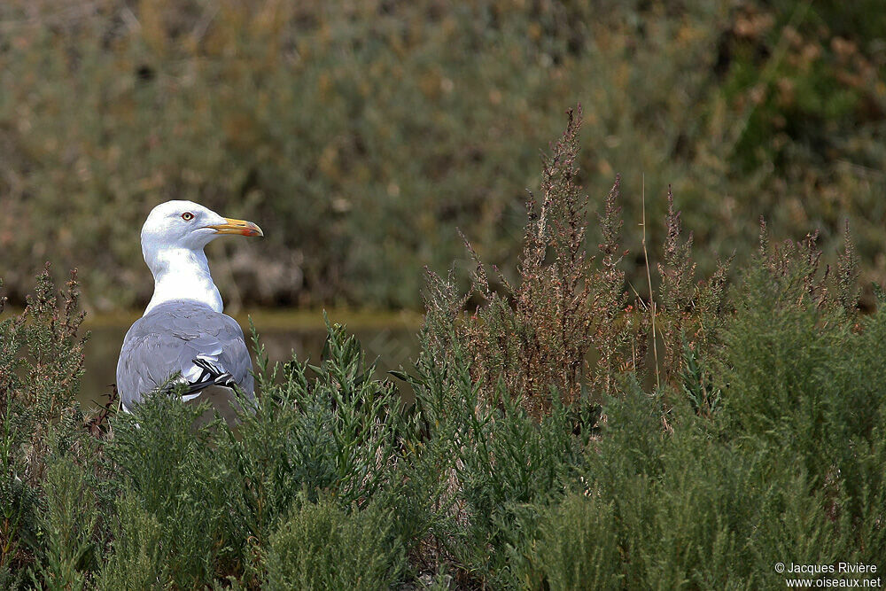 Yellow-legged Gulladult breeding, Reproduction-nesting