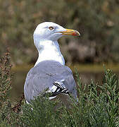 Yellow-legged Gull