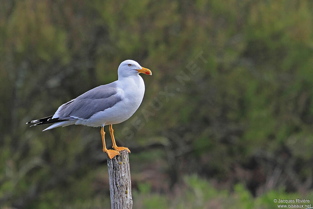 Yellow-legged Gulladult breeding