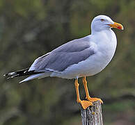 Yellow-legged Gull