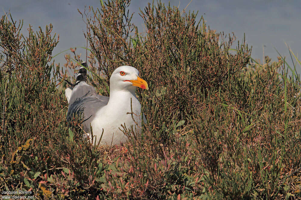 Yellow-legged Gulladult breeding, Reproduction-nesting