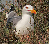 Yellow-legged Gull