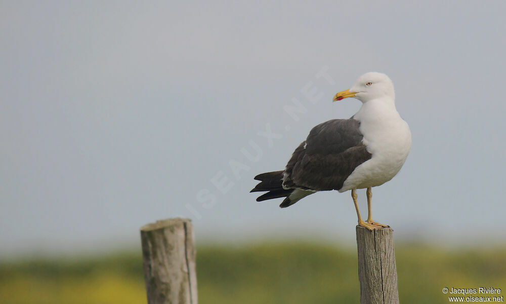 Yellow-legged Gulladult breeding