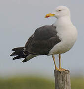 Yellow-legged Gull