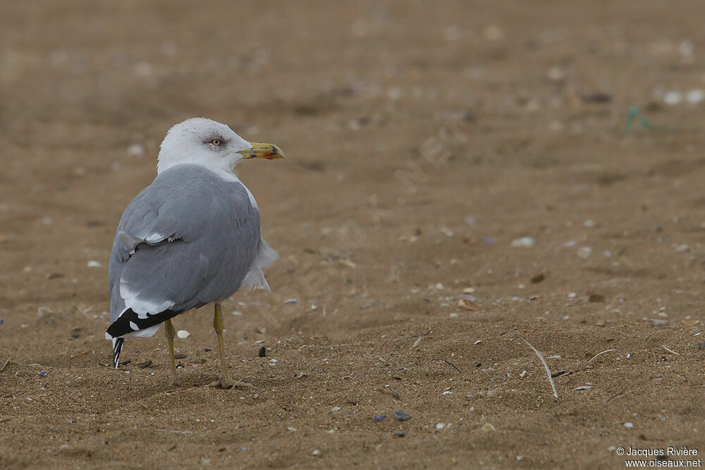 Yellow-legged Gullsubadult