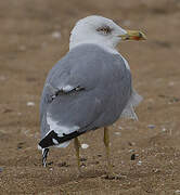 Yellow-legged Gull