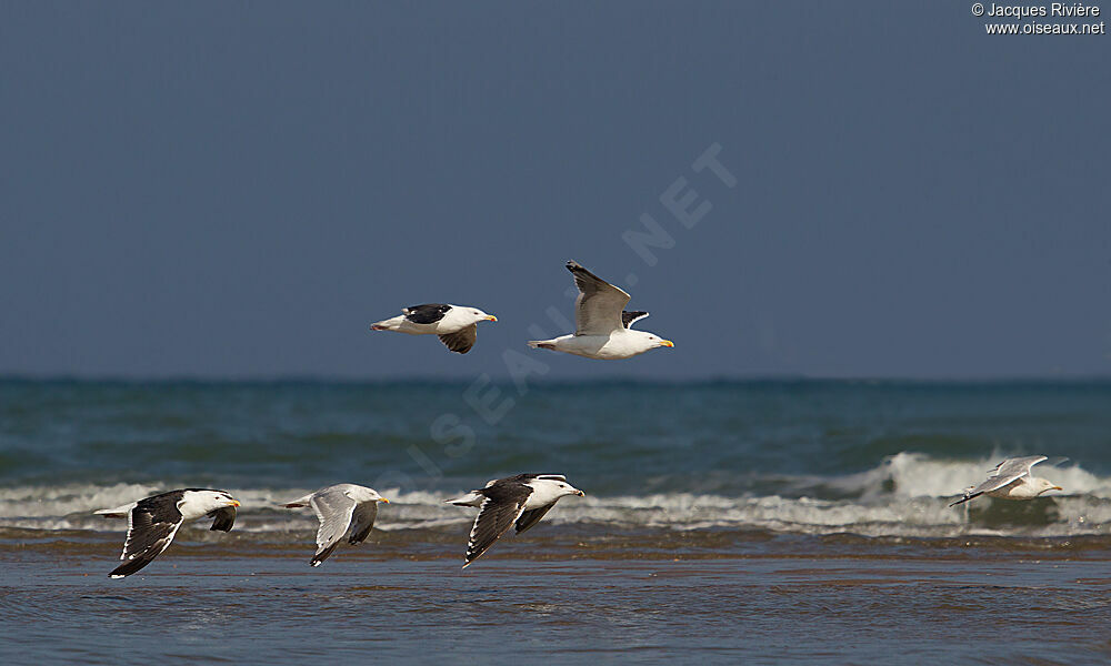 Great Black-backed Gulladult post breeding, Flight