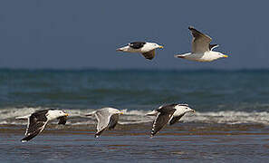 Great Black-backed Gull