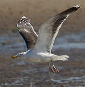 Great Black-backed Gull