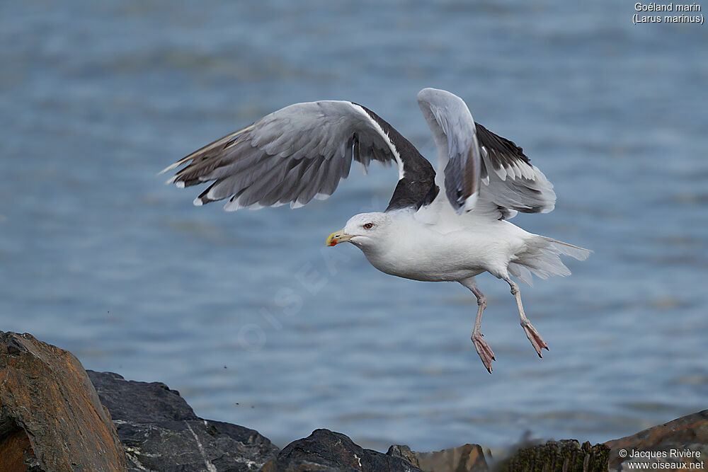 Great Black-backed Gullsubadult, Flight