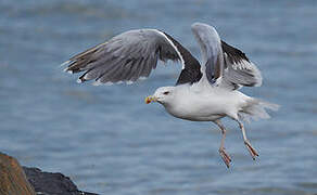 Great Black-backed Gull