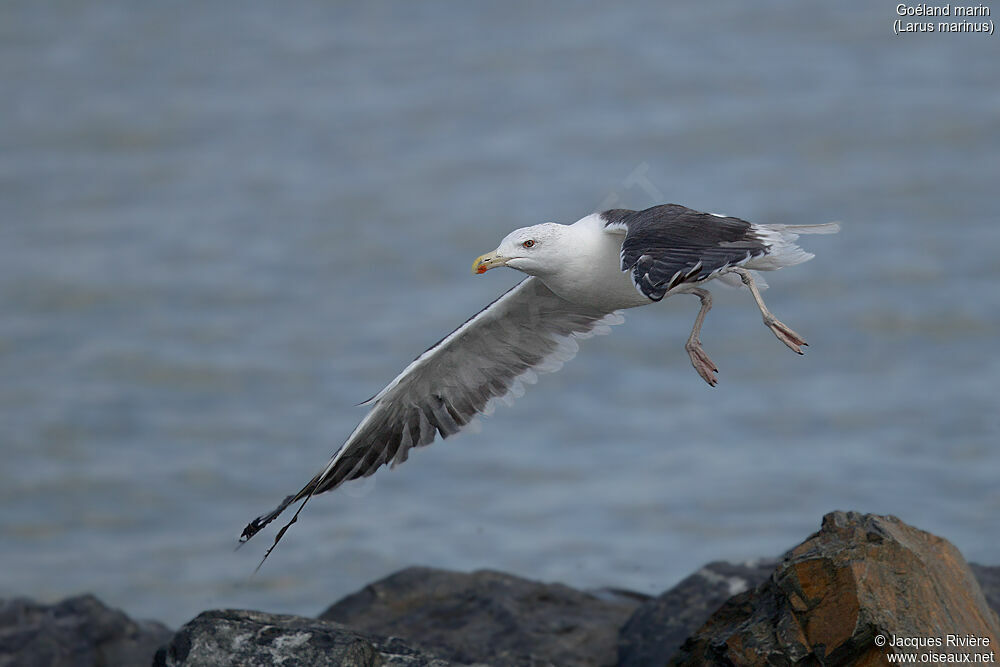 Great Black-backed Gullsubadult, Flight