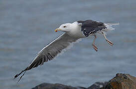 Great Black-backed Gull