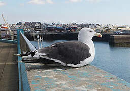 Great Black-backed Gull