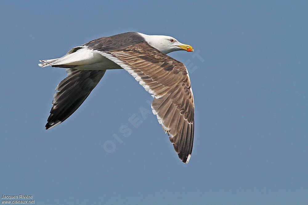 Great Black-backed GullFourth year, moulting, Flight