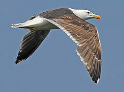 Great Black-backed Gull