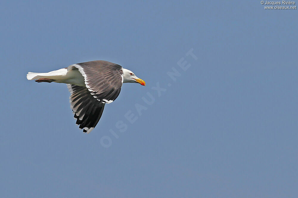 Great Black-backed Gulladult breeding, Flight